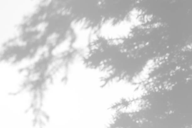 istock shadows of fir tree branches on a white wall 1286632348