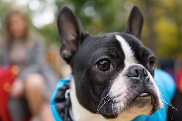 istock Dog at street 1286632518