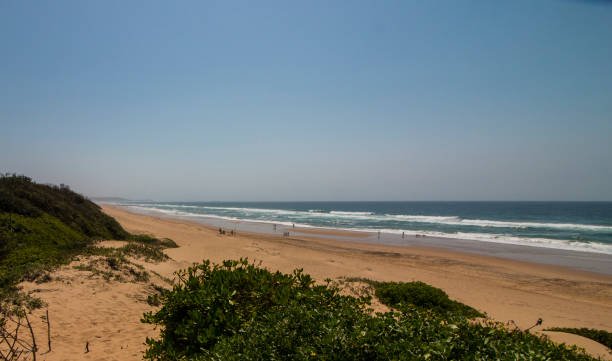 istock Vegetation Growing on the Dunes of a Sparsely Populated Beach 1286633311