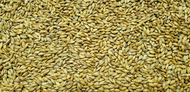 istock barley malt in grains, food background 1286633340
