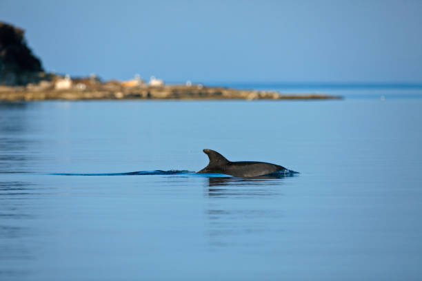 delfín nariz de botella común en el mar adriático, parque nacional brijuni en croacia - morning croatia blue sea fotografías e imágenes de stock