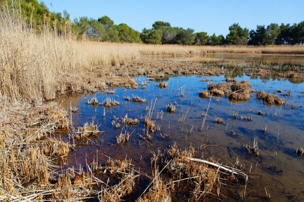 Saline salt marsh on Brijuni National Park Saline salt marsh on Brijuni National Park brackish water stock pictures, royalty-free photos & images