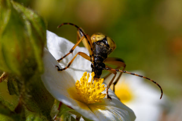 istock Longhorn beetle feeding on a Montpellier cistus 1286634386
