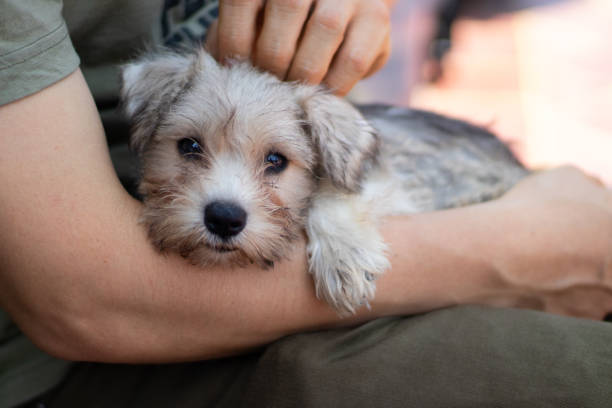 cachorro schnauzer en los brazos de su nuevo propietario acaba de ser adoptado - perro peruano fotografías e imágenes de stock