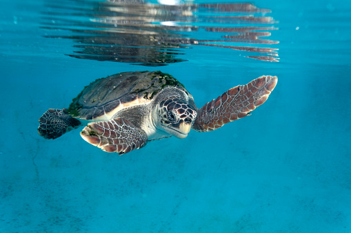 The loggerhead sea turtle from Brijuni National Park, Croatia