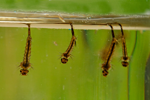 Close-up of the mosquito larva and pupa in water
