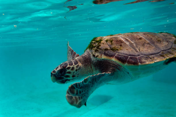 istock The loggerhead sea turtle from Brijuni National Park, Croatia 1286634580
