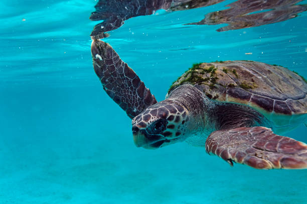 istock The loggerhead sea turtle from Brijuni National Park, Croatia 1286634594