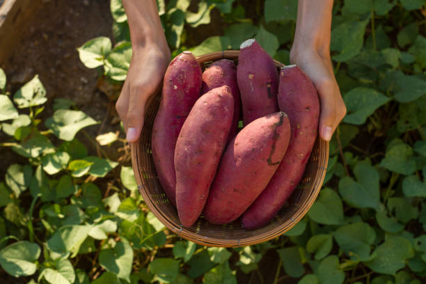 新鮮なサツマイモの商品をバスケットに入れて - food sweet potato yam vegetable ストックフォトと画像