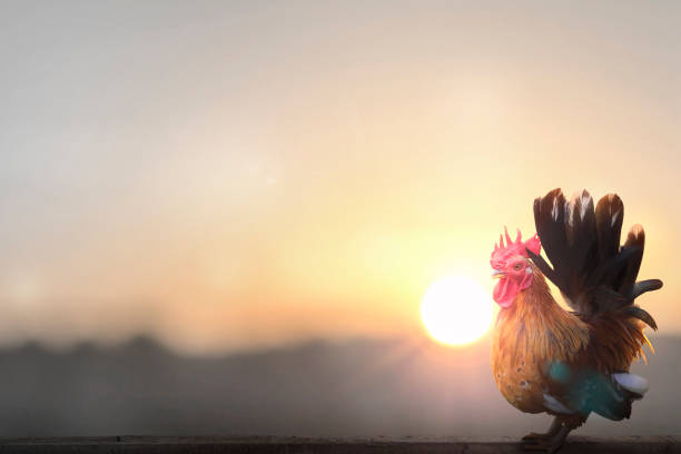 istock rooster on blurred beautiful sunrise sky with sun light background 1286636798