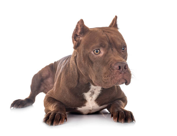 american pit bull terrier american pit bull terrier in front of white background american pit bull terrier stock pictures, royalty-free photos & images