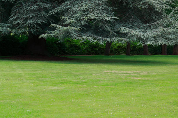 Green Spruce Tree Evergreen Coniferous Grass Lawn stock photo