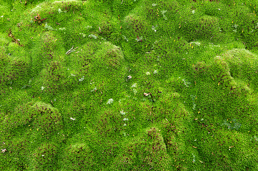Moss, known as Scleranthus biflorus, in Tasmanian Wilderness. Canon 5DMkii Lens EF24-70mm f/2.8L USM ISO 200