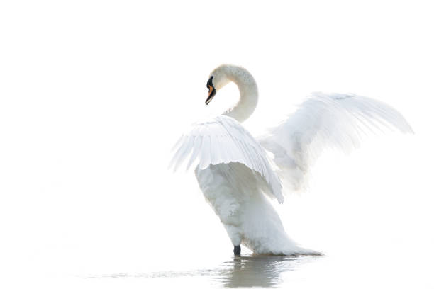 istock Mute Swan (Cygnus olor) ready to take off with wings spread. 1286640122