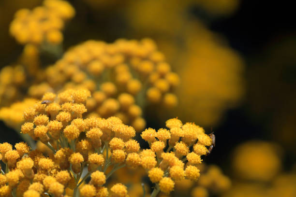 White Yarrow flower with bokeh seen in Oregon, USA