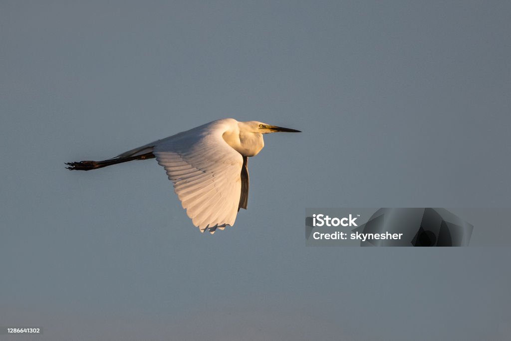 Little egret flying against the sky. White little egret in nature. Bird Stock Photo