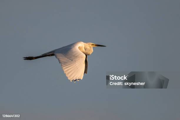 Little Egret Flying Against The Sky Stock Photo - Download Image Now - Bird, Heron, Animal