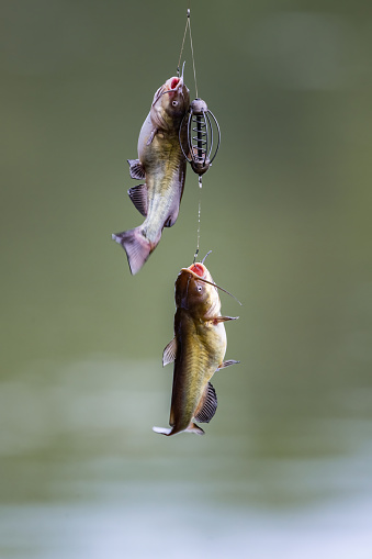 Two channel catfish caught on a hook.