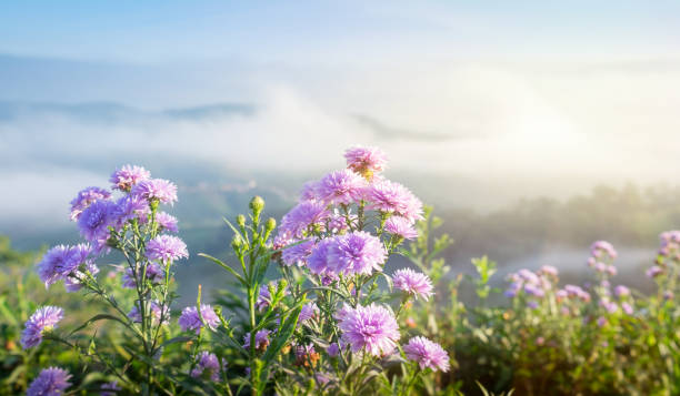 Flowers, trees, mountains and fog