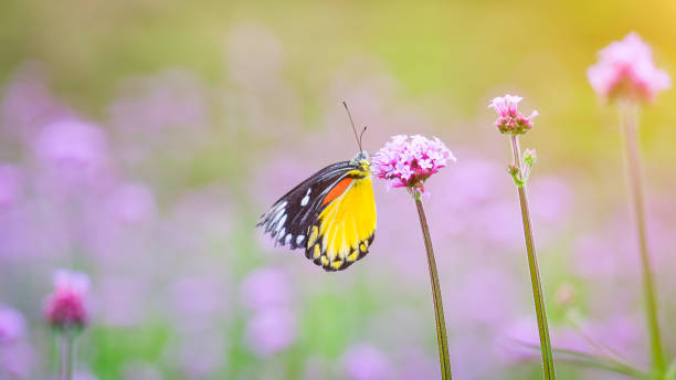 istock Butterflies and flowers in nature 1286641619