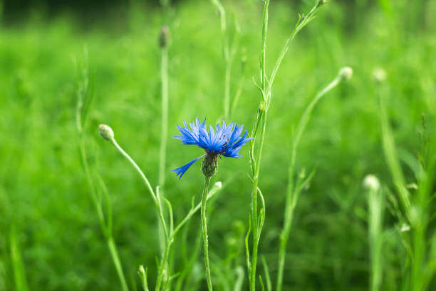 Blue Cornflower grow in green summer wheat field. Centaurea cyanus or bachelors button flower on meadow background, selective focus