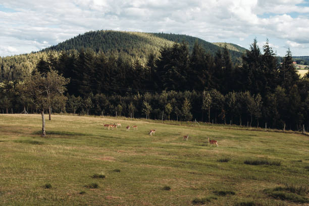 Fallow deer on a meadow with trees. The deer graze.