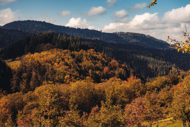 istock Autumnmeadow in the Black Forest 1286642885