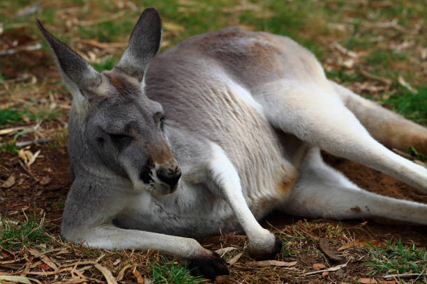 istock Kangaroo Lying Muscular Build Close-Up Copy Space 1286643634