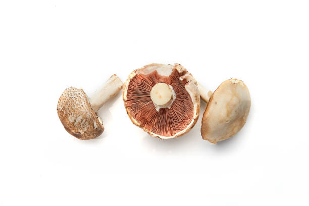 istock Wild Foraged Mushroom selection isolated on white background, with shadow. 1286644713
