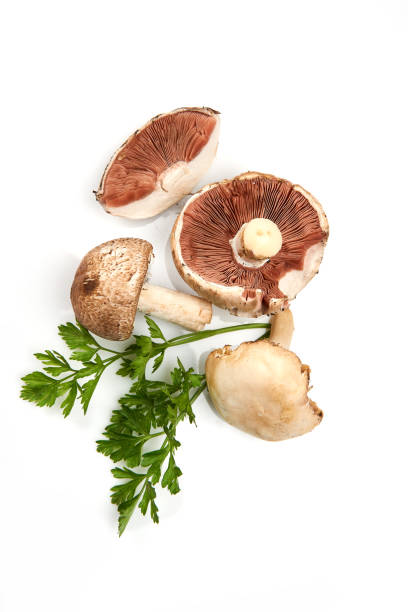 istock Wild Foraged Mushroom and parsley isolated on white background, with shadow. 1286644777