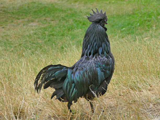黒鶏カダクナートの雄鶏(ガルスガルス家産)希少なインドの品種は、黒のすべてを持っています - rule of third ストックフォトと画像