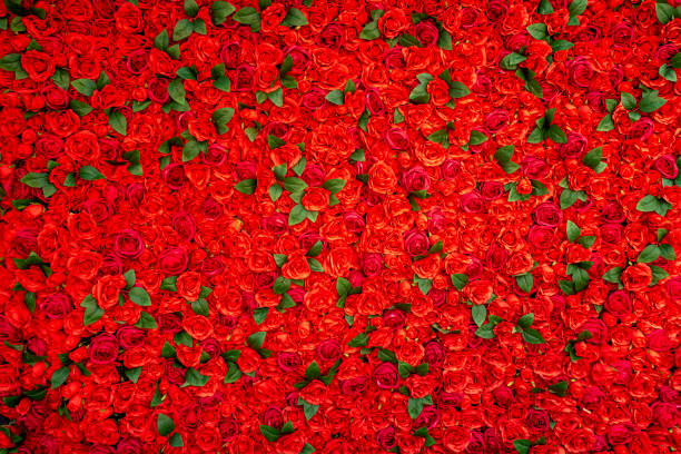 istock red rose flowers with lots of roses 1286645481