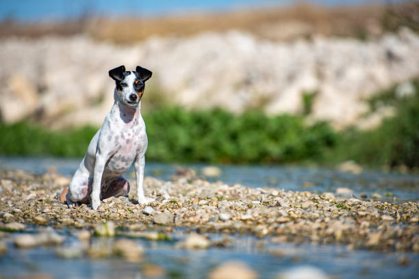 istock Dog sitting on the river bank 1286645506