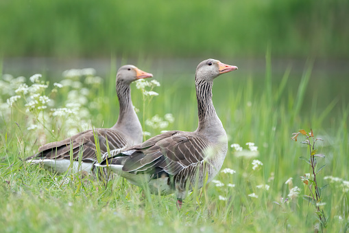 Two Greylag Goose (Anser anser) standing in grass with white flowers.