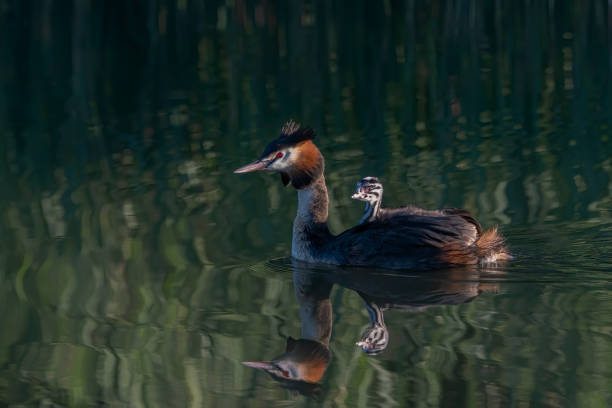 Great Crested Grebe, waterbird (Podiceps cristatus) with juvenile on his back. Great crested grebe with youngsters.