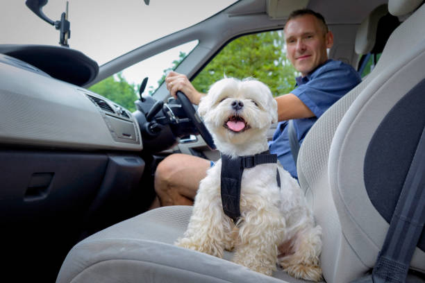 istock Dog traveling in a car 1286647064