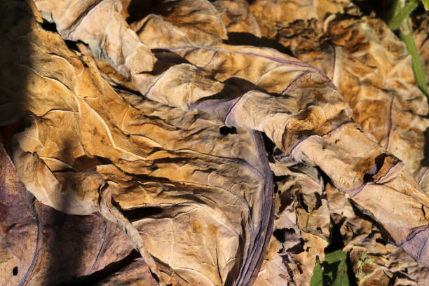 istock Yellowed leaves in autumn. Abstract nature background texture. 1286648320