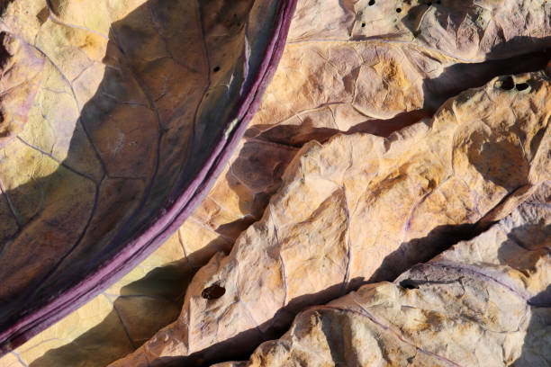 istock Yellowed leaves in autumn. Abstract nature background texture. 1286648351