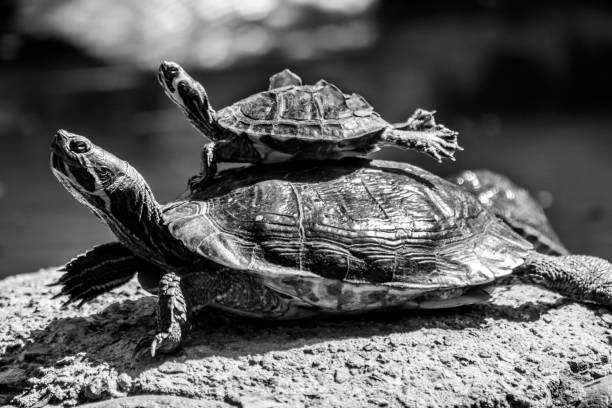 Turtle family enjoying the sun