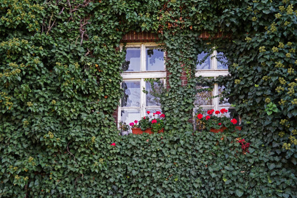 istock Two windows with flowers on house 1286649895