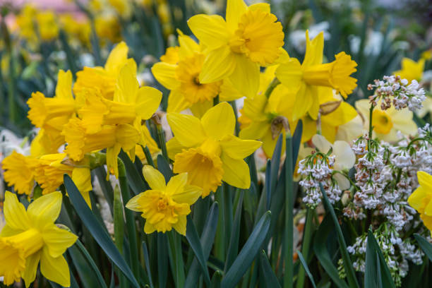 istock Yellow narcissus (Narcissus poeticus) in garden 1286650476