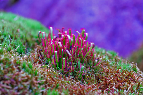 Sundew flower in the swamp
