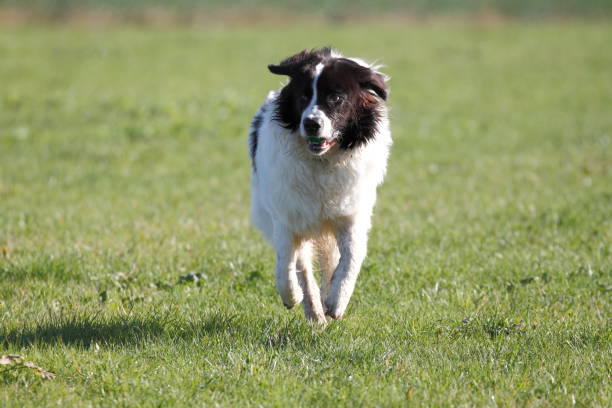 istock Big Landseer dog is very playful 1286650625
