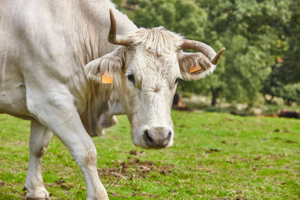 istock Cows grazing in the forest on a sunny day. Cattle 1286650822