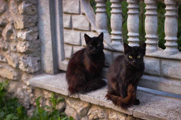 istock Two black cats sitting on a stone fence 1286650938