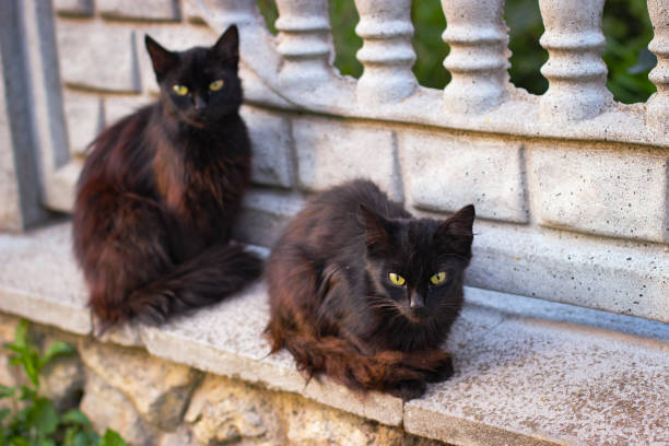 istock Two black cats sitting on a stone fence 1286650952