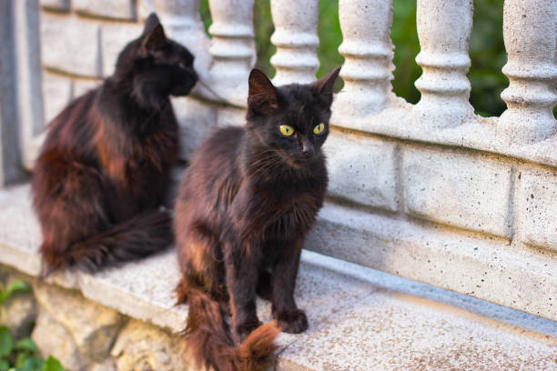 istock Two black cats sitting on a stone fence 1286650976