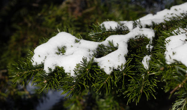 istock Christmas winter nature background. Christmas pine under the snow.Copy space. Christmas tree under the snow in the forest. Winter landscape close-up. 1286653350