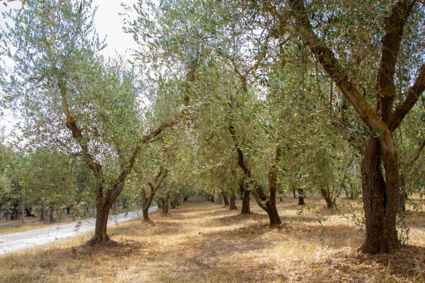 istock Saint Quirico of Orcia 1286654251
