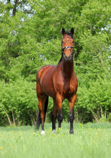istock Thoroughbred race horse in green meadow 1286654402